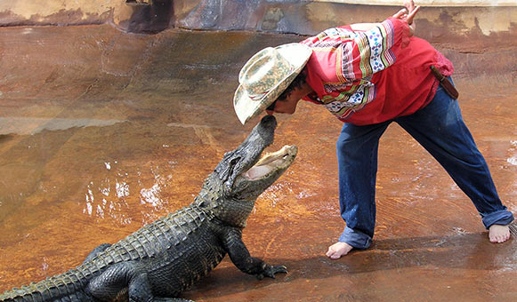 Alligator wrestling insurance, onlinetravelcover.com