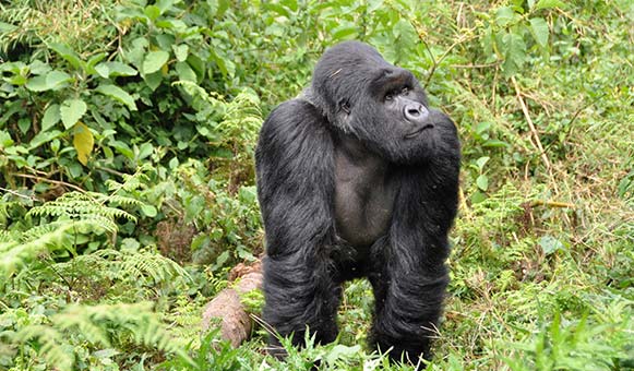 Gorilla trekking up to 6,000m insurance, onlinetravelcover.com