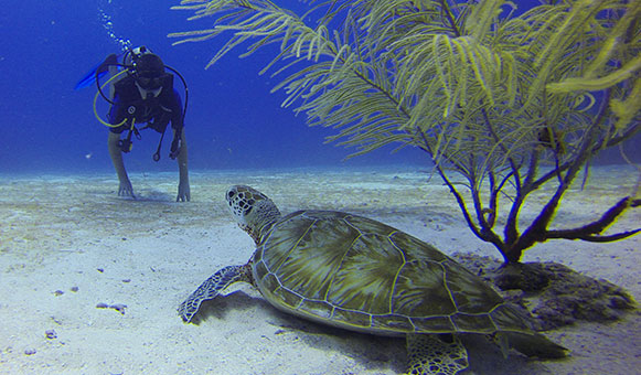 Diving 40m, onlinetravelcover.com